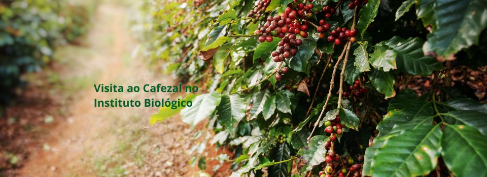 Visista ao Cafezal Instituto Biológico
